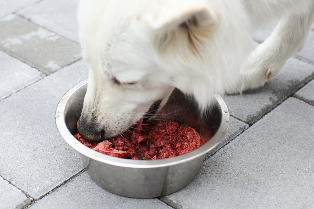 Happy dog enjoying healthy raw food