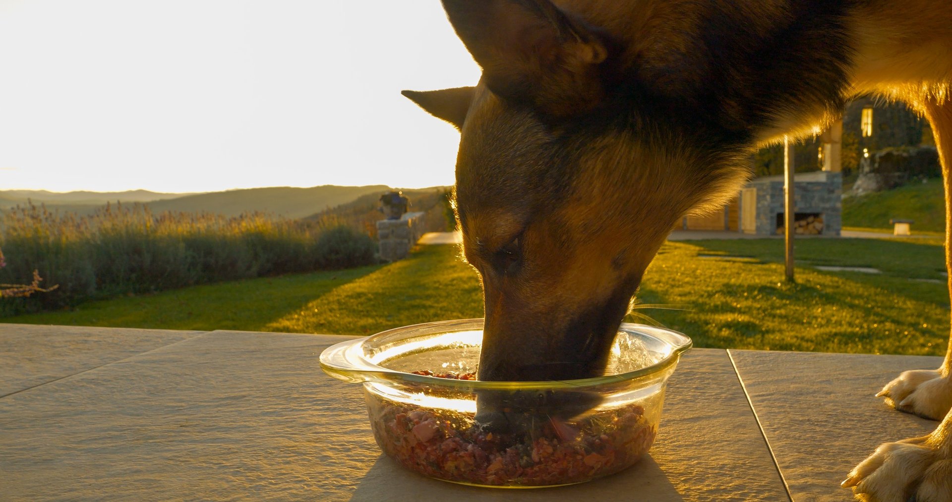 Happy dog enjoying raw food outdoors